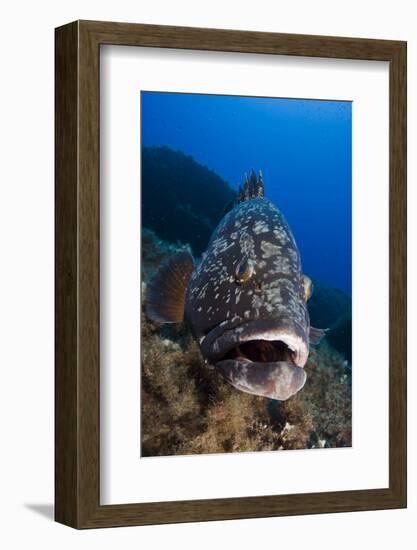 Dusky Grouper (Epinephelus Marginatus) Lavezzi Islands, Corsica, France, September-Pitkin-Framed Photographic Print