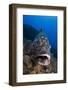 Dusky Grouper (Epinephelus Marginatus) Lavezzi Islands, Corsica, France, September-Pitkin-Framed Photographic Print