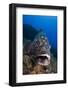 Dusky Grouper (Epinephelus Marginatus) Lavezzi Islands, Corsica, France, September-Pitkin-Framed Photographic Print