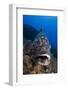 Dusky Grouper (Epinephelus Marginatus) Lavezzi Islands, Corsica, France, September-Pitkin-Framed Photographic Print