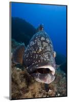 Dusky Grouper (Epinephelus Marginatus) Lavezzi Islands, Corsica, France, September-Pitkin-Mounted Photographic Print