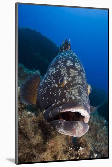 Dusky Grouper (Epinephelus Marginatus) Lavezzi Islands, Corsica, France, September-Pitkin-Mounted Photographic Print