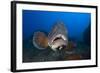 Dusky Grouper (Epinephelus Marginatus) Lavezzi Islands, Corsica, France, September-Pitkin-Framed Photographic Print