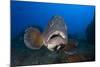 Dusky Grouper (Epinephelus Marginatus) Lavezzi Islands, Corsica, France, September-Pitkin-Mounted Photographic Print