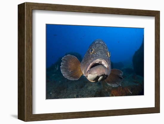 Dusky Grouper (Epinephelus Marginatus) Lavezzi Islands, Corsica, France, September-Pitkin-Framed Photographic Print