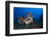 Dusky Grouper (Epinephelus Marginatus) Lavezzi Islands, Corsica, France, September-Pitkin-Framed Photographic Print