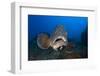 Dusky Grouper (Epinephelus Marginatus) Lavezzi Islands, Corsica, France, September-Pitkin-Framed Photographic Print