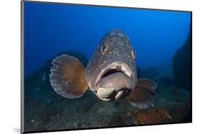 Dusky Grouper (Epinephelus Marginatus) Lavezzi Islands, Corsica, France, September-Pitkin-Mounted Photographic Print