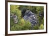 Dusky Grouse-Ken Archer-Framed Photographic Print