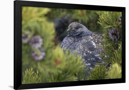 Dusky Grouse-Ken Archer-Framed Photographic Print