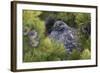 Dusky Grouse-Ken Archer-Framed Photographic Print