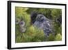 Dusky Grouse-Ken Archer-Framed Photographic Print