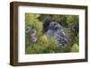 Dusky Grouse-Ken Archer-Framed Photographic Print