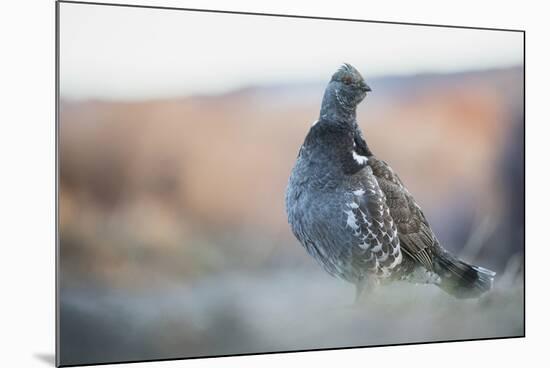 Dusky Grouse-Ken Archer-Mounted Photographic Print