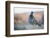 Dusky Grouse-Ken Archer-Framed Photographic Print