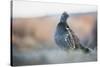 Dusky Grouse-Ken Archer-Stretched Canvas