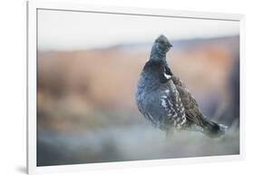 Dusky Grouse-Ken Archer-Framed Photographic Print