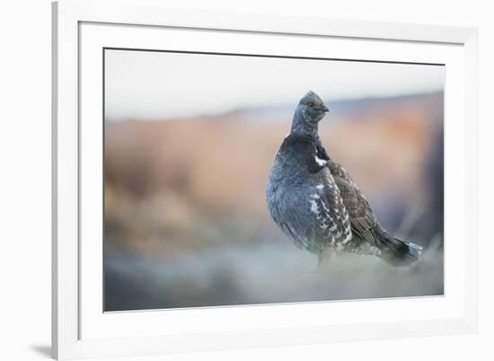 Dusky Grouse-Ken Archer-Framed Photographic Print