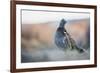 Dusky Grouse-Ken Archer-Framed Photographic Print