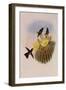 Dusky Hummingbird, Ph?optila Sordida-John Gould-Framed Giclee Print