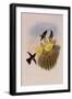 Dusky Hummingbird, Ph?optila Sordida-John Gould-Framed Giclee Print