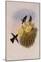 Dusky Hummingbird, Ph?optila Sordida-John Gould-Mounted Giclee Print