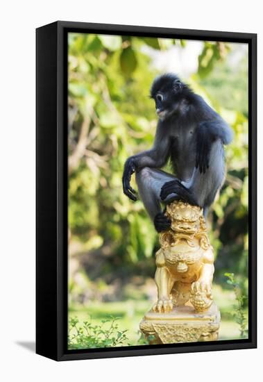 Dusky Langur Monkey (Trachypithecus Obscurus), Prachuap Kiri Khan, Thailand, Southeast Asia, Asia-Christian Kober-Framed Stretched Canvas