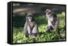 Dusky Langur Monkey (Trachypithecus Obscurus), Prachuap Kiri Khan, Thailand, Southeast Asia, Asia-Christian Kober-Framed Stretched Canvas