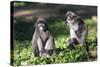 Dusky Langur Monkey (Trachypithecus Obscurus), Prachuap Kiri Khan, Thailand, Southeast Asia, Asia-Christian Kober-Stretched Canvas