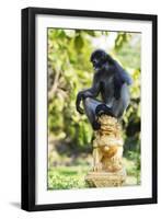 Dusky Langur Monkey (Trachypithecus Obscurus), Prachuap Kiri Khan, Thailand, Southeast Asia, Asia-Christian Kober-Framed Photographic Print