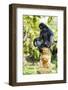 Dusky Langur Monkey (Trachypithecus Obscurus), Prachuap Kiri Khan, Thailand, Southeast Asia, Asia-Christian Kober-Framed Photographic Print