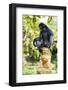 Dusky Langur Monkey (Trachypithecus Obscurus), Prachuap Kiri Khan, Thailand, Southeast Asia, Asia-Christian Kober-Framed Photographic Print