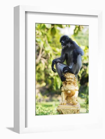 Dusky Langur Monkey (Trachypithecus Obscurus), Prachuap Kiri Khan, Thailand, Southeast Asia, Asia-Christian Kober-Framed Photographic Print