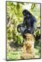 Dusky Langur Monkey (Trachypithecus Obscurus), Prachuap Kiri Khan, Thailand, Southeast Asia, Asia-Christian Kober-Mounted Photographic Print