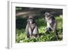 Dusky Langur Monkey (Trachypithecus Obscurus), Prachuap Kiri Khan, Thailand, Southeast Asia, Asia-Christian Kober-Framed Photographic Print