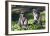 Dusky Langur Monkey (Trachypithecus Obscurus), Prachuap Kiri Khan, Thailand, Southeast Asia, Asia-Christian Kober-Framed Photographic Print
