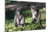 Dusky Langur Monkey (Trachypithecus Obscurus), Prachuap Kiri Khan, Thailand, Southeast Asia, Asia-Christian Kober-Mounted Photographic Print