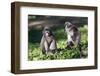 Dusky Langur Monkey (Trachypithecus Obscurus), Prachuap Kiri Khan, Thailand, Southeast Asia, Asia-Christian Kober-Framed Photographic Print