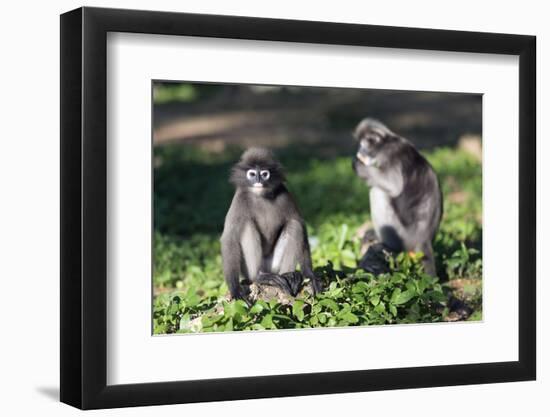 Dusky Langur Monkey (Trachypithecus Obscurus), Prachuap Kiri Khan, Thailand, Southeast Asia, Asia-Christian Kober-Framed Photographic Print