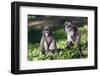 Dusky Langur Monkey (Trachypithecus Obscurus), Prachuap Kiri Khan, Thailand, Southeast Asia, Asia-Christian Kober-Framed Photographic Print