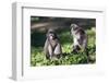 Dusky Langur Monkey (Trachypithecus Obscurus), Prachuap Kiri Khan, Thailand, Southeast Asia, Asia-Christian Kober-Framed Photographic Print