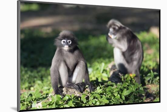 Dusky Langur Monkey (Trachypithecus Obscurus), Prachuap Kiri Khan, Thailand, Southeast Asia, Asia-Christian Kober-Mounted Photographic Print