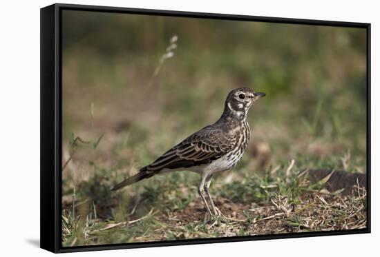 Dusky Lark (Pinarocorys Nigricans), Kruger National Park, South Africa, Africa-James Hager-Framed Stretched Canvas