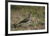 Dusky Lark (Pinarocorys Nigricans), Kruger National Park, South Africa, Africa-James Hager-Framed Photographic Print