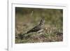 Dusky Lark (Pinarocorys Nigricans), Kruger National Park, South Africa, Africa-James Hager-Framed Photographic Print