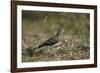 Dusky Lark (Pinarocorys Nigricans), Kruger National Park, South Africa, Africa-James Hager-Framed Photographic Print