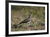 Dusky Lark (Pinarocorys Nigricans), Kruger National Park, South Africa, Africa-James Hager-Framed Photographic Print