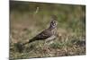 Dusky Lark (Pinarocorys Nigricans), Kruger National Park, South Africa, Africa-James Hager-Mounted Photographic Print