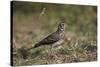 Dusky Lark (Pinarocorys Nigricans), Kruger National Park, South Africa, Africa-James Hager-Stretched Canvas