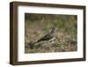 Dusky Lark (Pinarocorys Nigricans), Kruger National Park, South Africa, Africa-James Hager-Framed Photographic Print